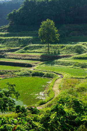 A rice field and a tree on a slopeの写真素材