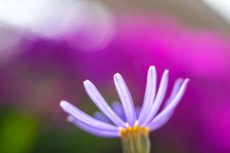 Purple flowers that catch the sun's raysの写真素材