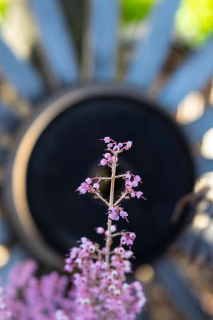 Small purple flowers and objects