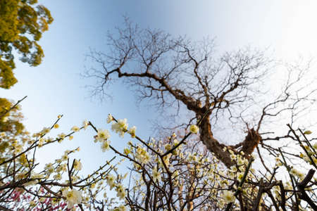 Blue Sky and Big Trees and Plum Flowersの写真素材