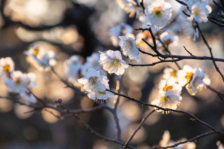 A white plum grove in the morning lightの写真素材
