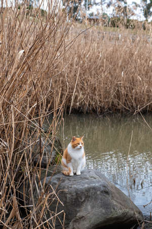 A pond, a dead plexus and a catの写真素材