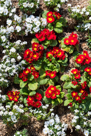 Small red and white flowers looking down from aboveの写真素材