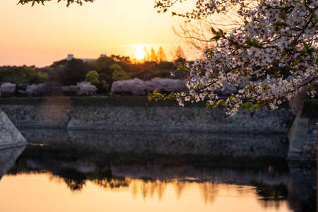 Morning sun and cherry blossoms and their reflection in the waterの写真素材