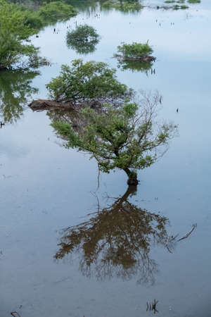 A tree reflected in the surface of the lakeの写真素材