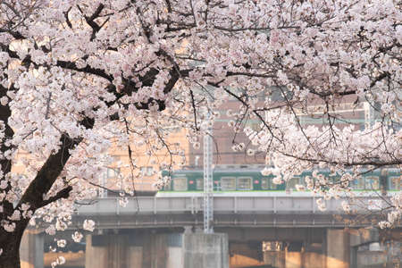 A train in the midst of cherry blossoms in full bloomの写真素材