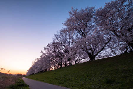 Blue sky at dawn and cherry blossoms along the embankmentの写真素材