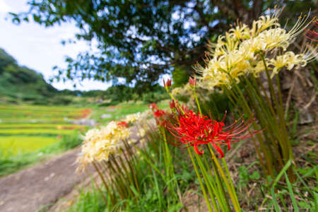 Red and white spider lilies blooming on a rural slopeの写真素材