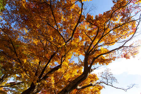 Blue skies, clouds and yellow leafy treesの写真素材