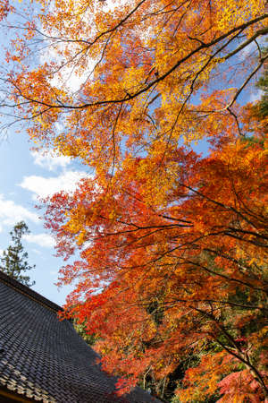 Clear Autumn Skies, Autumn Leaves and Roofsの写真素材