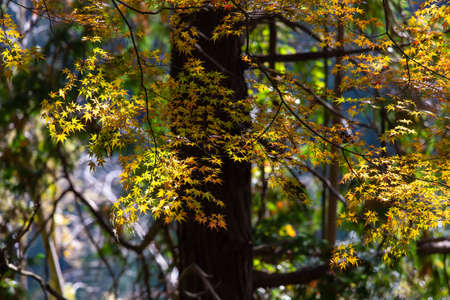 Yellow leaves with light penetrating them.