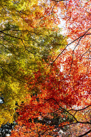 Autumn woods with different colors in each areaの写真素材