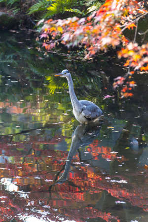 An egret walks through a pond in autumn colorsの写真素材