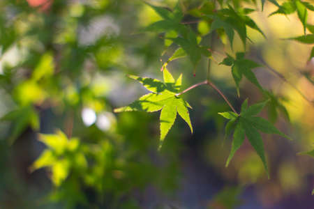 Green leaves in the sunlight