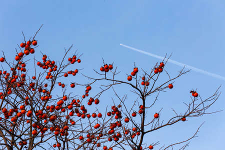 Blue skies, airplane clouds and red berries