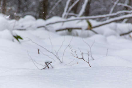 Plants peeking out of the falling snowの写真素材