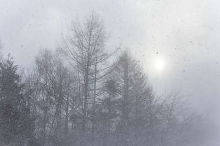 Blizzard hazy sun and woods