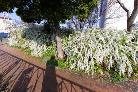 A snow willow and photographer's shadow on the sidewalkの写真素材