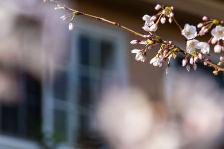 Cherry blossoms in bloom in front of a stylish window frame