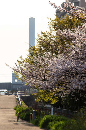 A row of cherry blossom trees in full bloom and a factory chimneyの写真素材