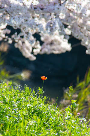 A cherry blossom in full bloom and an orange flowerの写真素材