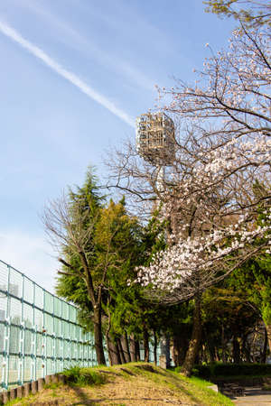 Cherry blossoms, fences and pylonsの写真素材