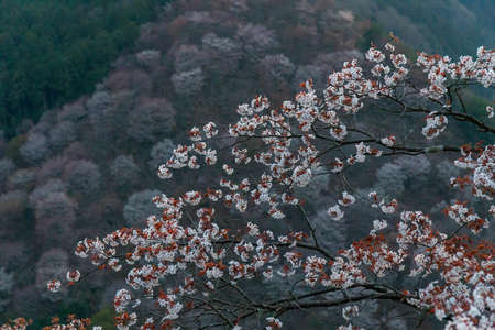 Cherry blossoms at the beginning of the fall and on a slopeの写真素材
