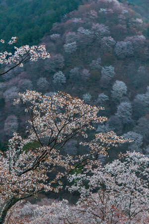 Cherry blossoms at the beginning of the fall and on the slopeの写真素材