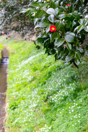 Red flowers blooming in a creekの写真素材
