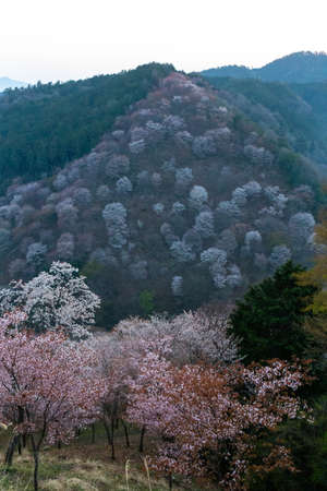 A mountainside with lots of cherry blossomsの写真素材