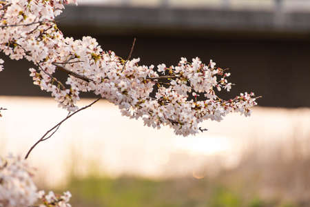 Dusk sky, bridges and cherry blossoms