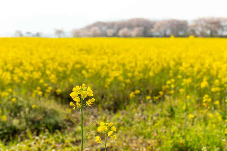 A field of rape blossoms as far as the eye can see