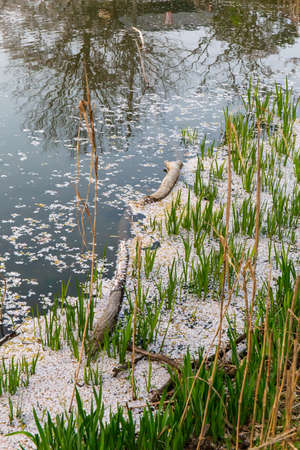 Cherry blossom petals collected on the surface of the moat
