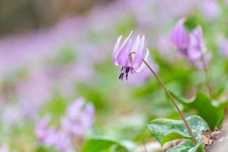 A purple bellflower on a mountainsideの写真素材
