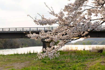 A bridge on a river and cherry blossoms