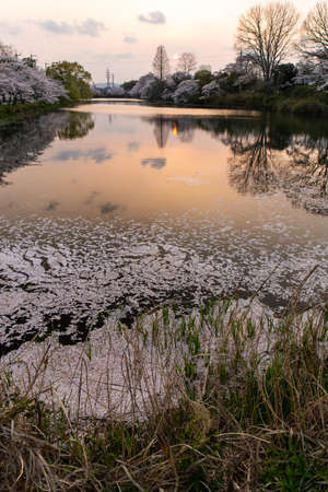 Sunset and cherry blossom petals gathered on the surface of the waterの写真素材