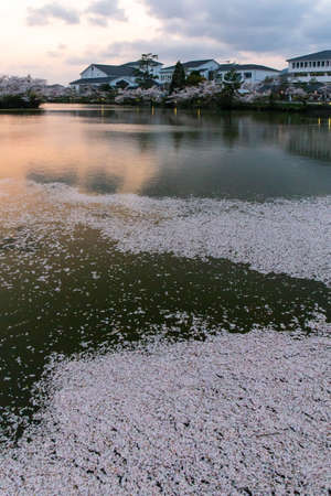 Sunset sky and falling cherry blossom petals on the waterの写真素材