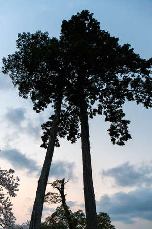 Trees with straight trunks and sunsetsの写真素材
