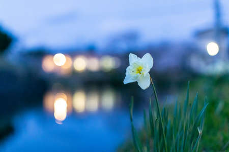 The town and daffodils at dusk when the lights start to come onの写真素材