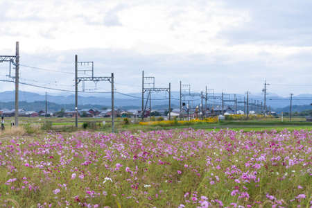 A vast field of cosmos flowers and railroad tracksの写真素材