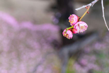 Beautiful pink petals of tiny plum blossomsの写真素材