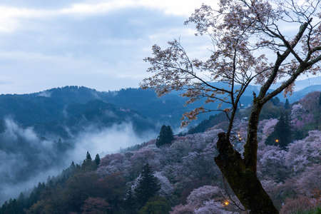 Morning mist in the mountains and cherry blossoms at dawnの写真素材