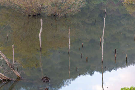 Tree branches reflected in the quiet waterの写真素材
