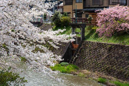 Cherry blossoms in a rural streamの写真素材