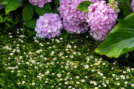 Purple hydrangeas and water plants blooming in a rushing streamの写真素材