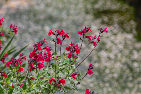Little red flowers and water plants blooming in a rushing stream