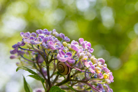 Snails that look like they're hiding behind hydrangea flowersの写真素材