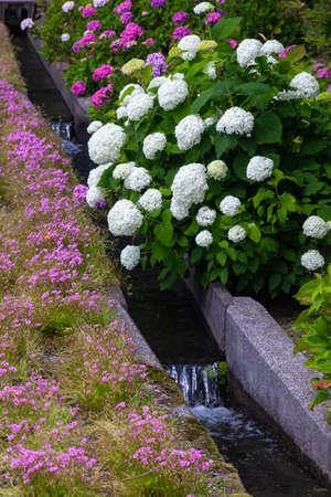 Water flowing under a white hydrangea flowerの写真素材