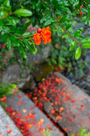 A vermilion flower with petals scattered on the stone steps