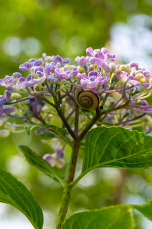 Hydrangea flowers and snails in full bloomの写真素材